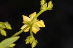 Roundpod St. Johnswort